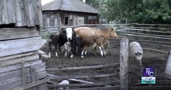 Чего ждать от «молочной реформы»?