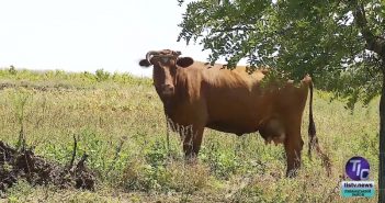 Чим пояснюється скорочення поголів’я великої рогатої худоби у Любополі